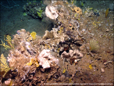 Seamount summits along the Mid-Atlantic Ridge within the Azores region host a great diversity of octocoral and sponge species. Image source: &copy; ROV Luso/EMEPC / 2018 Oceano Azul Expedition, organised by Oceano Azul Foundation & partners (provided by Carlos Dominguez-Carri&oacute;, Deep-sea ecology, IMAR &ndash; Institute of Marine Research, Department of Oceanography and Fisheries of University of Azores).